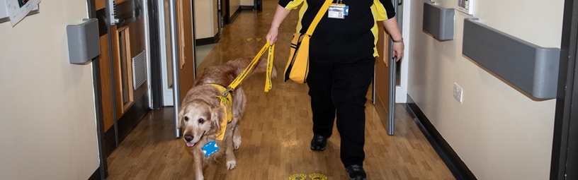 Therapy Dog Brings Joy to Children’s Ward on National Pet Day