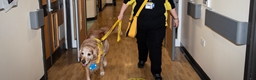 Therapy Dog Brings Joy to Children’s Ward on National Pet Day